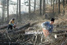 재선충 감염 나무 벌목