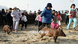 인제빙어축제 복돼지잡기