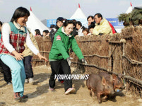인제빙어축제 복돼지잡기