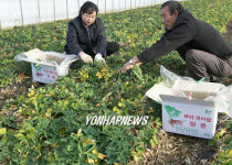 태안 갯바람 방풍 도시민 입맛 유혹