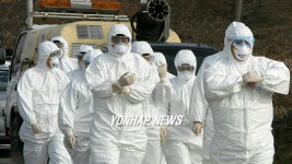 경기 안성 AI 가축 살처분