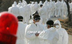 경기 안성 AI 가축 살처분