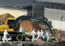 안성 AI 발생 위험지역 가축 살처분