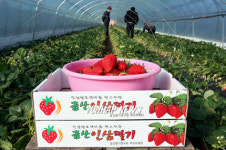 금산 인삼딸기 수확 한창