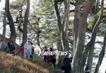'울창한 송림과  경포대를 보호하라'