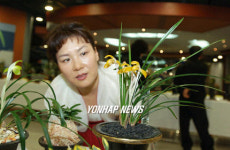 봄 향기 물씬 풍기는 춘란전시회