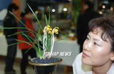 봄 향기 물씬 풍기는 춘란전시회