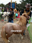 세계 특이 말 동물원 개장