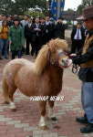 세계에서 가장 작은 말(馬)