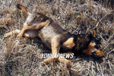사살된 제주 야생 들개