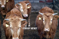 우리가 태백한우