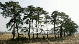 소나무를 지켜 주세요