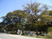 전북생명의 숲 전통 마을 숲 찾아 떠나요