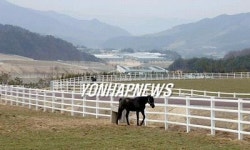 <카메라뉴스> 말들의 세상..장수 경주마목장