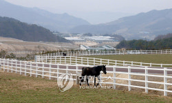 <카메라뉴스> 말들의 세상..장수 경주마목장
