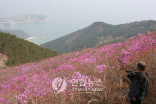 <카메라뉴스> 거제 대금산 진달래 활짝