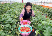 완주 삼례딸기 맛보러 오세요