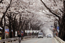 창원 절정 이룬 벚꽃