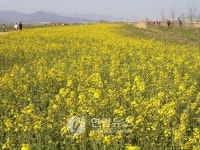 부산 낙동강변 유채꽃 `활짝
