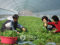 <카메라뉴스> 청정미나리 맛보세요