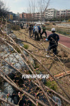 송파구 성내천변 벚꽃길 조성