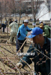 송파구 성내천변 벚꽃길 조성