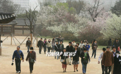 낙선재 앞마당 만개한 매화꽃