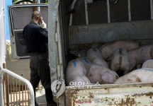 <FTA타결> 충남 양돈.한우농가 `한숨(종합)