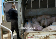 걱정속 돼지 출하