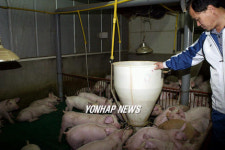 충남 양돈농가 걱정이 태산