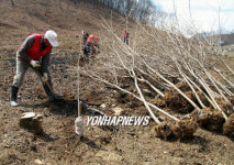 재선충 아픔 뒤로 하고..