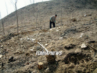 재선충 아픔 뒤로 하고..