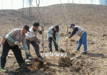 재선충 피해지 나무  심기