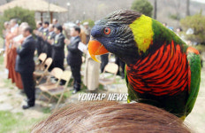 동물애혼 천도재 참석한 오색앵무