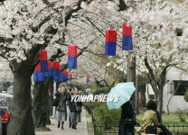 활짝 핀 벚꽃길