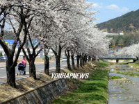 벚꽃핀 문경 모전천
