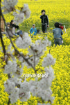 "삼척 맹방 노란 세상 됐어요"