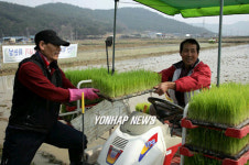 경북도내 첫 모내기