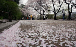 벚꽃길