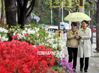 봄비와 연산홍