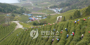보성녹차 새순 따기 시작했어요