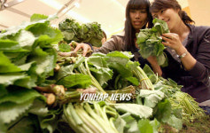 제철맞은 산채나물들