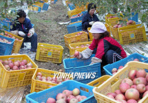 장성 사과 탑푸루트만든다