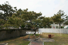 생기찾은 노송