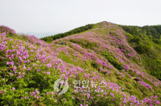 <카메라뉴스> 봉화산 물들인 철쭉