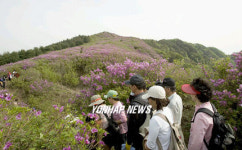 봉화산 철쭉 구경오세요