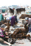 <카메라뉴스> 통영 견내량 돌미역 채취 한창