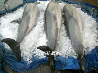삼척 앞바다서 돌고래 3마리 혼획