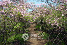 남양주 축령산 철쭉 꽃망울 터뜨려