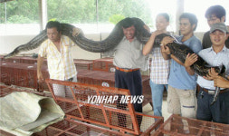 한국에 온 몸둘레 40인치 비단뱀